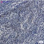 ATP5MC1 Recombinant Rabbit Monoclonal Antibody