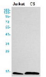 ATP5MC1 Antibody in Western Blot (WB)