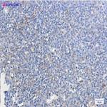 ATG3 Recombinant Rabbit Monoclonal Antibody