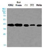 ATG3 Antibody in Western Blot (WB)