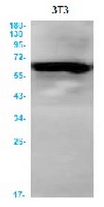 ATG16L1 Recombinant Rabbit Monoclonal Antibody