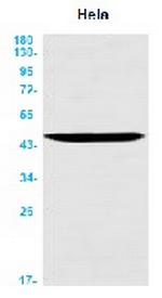 ASS1 Antibody in Western Blot (WB)