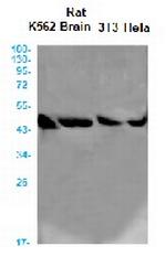 GOT1 Antibody in Western Blot (WB)