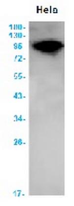 AHR Antibody in Western Blot (WB)