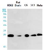 ARTN Antibody in Western Blot (WB)
