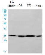 ARPC2 Antibody in Western Blot (WB)