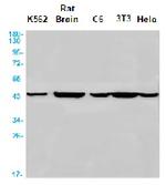 ACTR3 Antibody in Western Blot (WB)