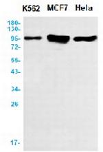 AGO2 Antibody in Western Blot (WB)