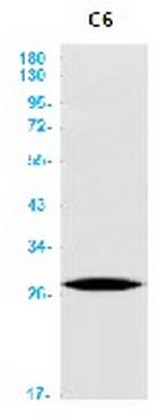 AQP1 Antibody in Western Blot (WB)