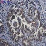 APPL1 Recombinant Rabbit Monoclonal Antibody