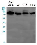 APPL1 Antibody in Western Blot (WB)
