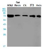 ATG7 Recombinant Rabbit Monoclonal Antibody
