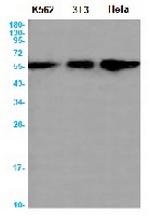ATG12 Recombinant Rabbit Monoclonal Antibody