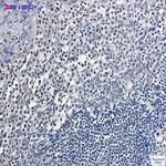 APEX1 Recombinant Rabbit Monoclonal Antibody