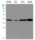 APEX1 Antibody in Western Blot (WB)