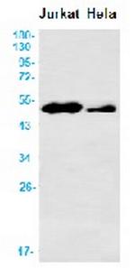 TFAP2C Antibody in Western Blot (WB)
