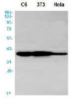 ANXA2 Antibody in Western Blot (WB)
