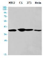 ANXA1 Antibody in Western Blot (WB)