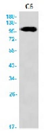 GRIA1 Recombinant Rabbit Monoclonal Antibody
