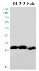 ALKBH2 Recombinant Rabbit Monoclonal Antibody