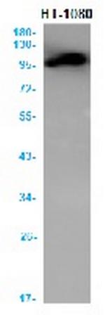 PDCD6IP Recombinant Rabbit Monoclonal Antibody