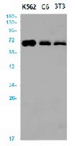 ALAS2 Recombinant Rabbit Monoclonal Antibody