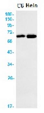 EOGT Recombinant Rabbit Monoclonal Antibody