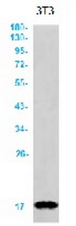 FDX1 Recombinant Rabbit Monoclonal Antibody