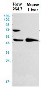 Acox1 Recombinant Rabbit Monoclonal Antibody
