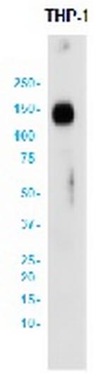 LAMP2 Antibody in Western Blot (WB)