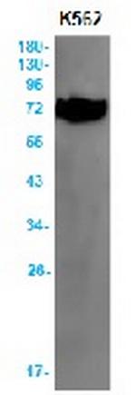 ATG7 Recombinant Rabbit Monoclonal Antibody
