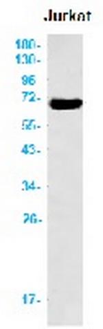 ATF2 Recombinant Rabbit Monoclonal Antibody
