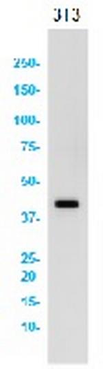 JUN Recombinant Rabbit Monoclonal Antibody