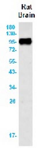 APP Antibody in Western Blot (WB)