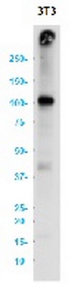 Vcam1 Recombinant Rabbit Monoclonal Antibody