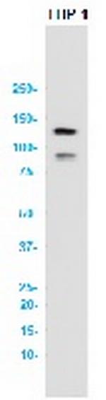 NLRP3 Antibody in Western Blot (WB)