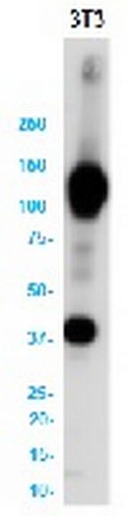 VCAM1 Antibody in Western Blot (WB)