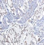 DDIT3 Antibody in Immunohistochemistry (Paraffin) (IHC (P))