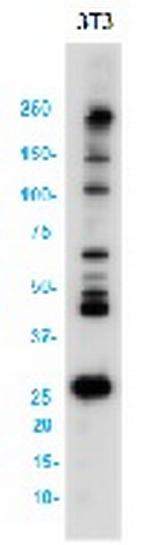 DDIT3 Antibody in Western Blot (WB)