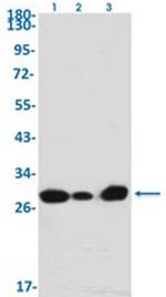 DDIT3 Antibody in Western Blot (WB)