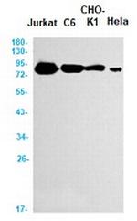 TBK1 Recombinant Rabbit Monoclonal Antibody