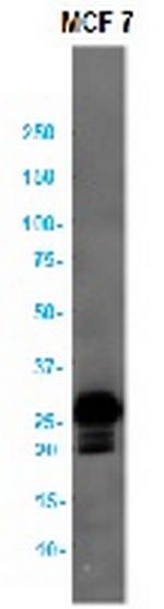 BCL2 Antibody in Western Blot (WB)