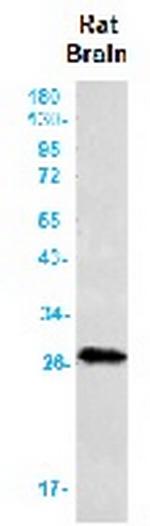 BNIP3 Antibody in Western Blot (WB)