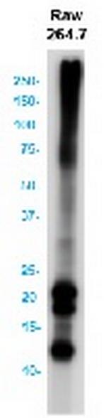 FTH1 Antibody in Western Blot (WB)