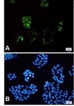 CCNB1 Recombinant Rabbit Monoclonal Antibody