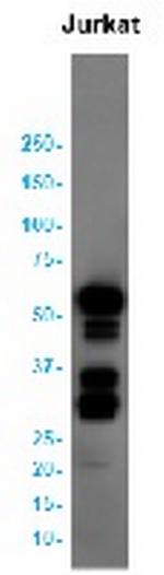 CCNB1 Antibody in Western Blot (WB)