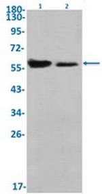 CCNB1 Antibody in Western Blot (WB)