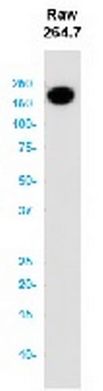 Itgam Antibody in Western Blot (WB)