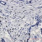 JUN Recombinant Rabbit Monoclonal Antibody