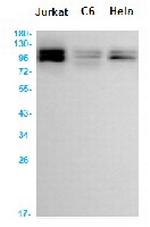 MDM2 Antibody in Western Blot (WB)